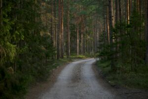 A tranquil dirt road winds through a picturesque forest of tall trees, evoking a sense of serenity.